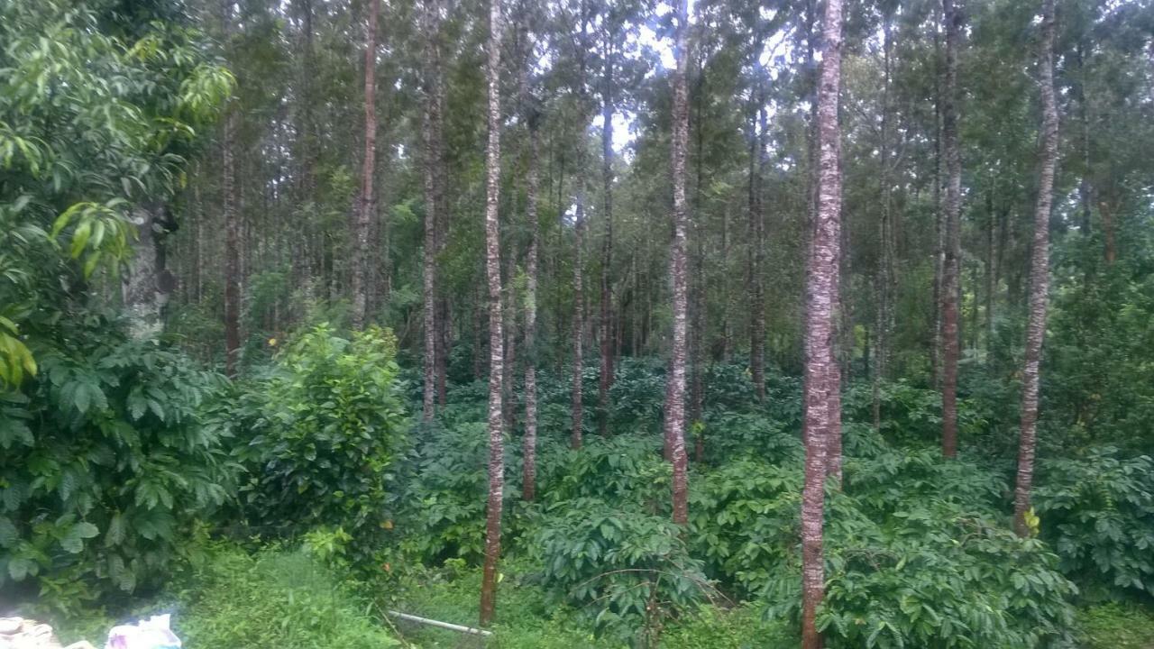 Rai Cottage @ Coorg ,Suntikoppa Exteriör bild